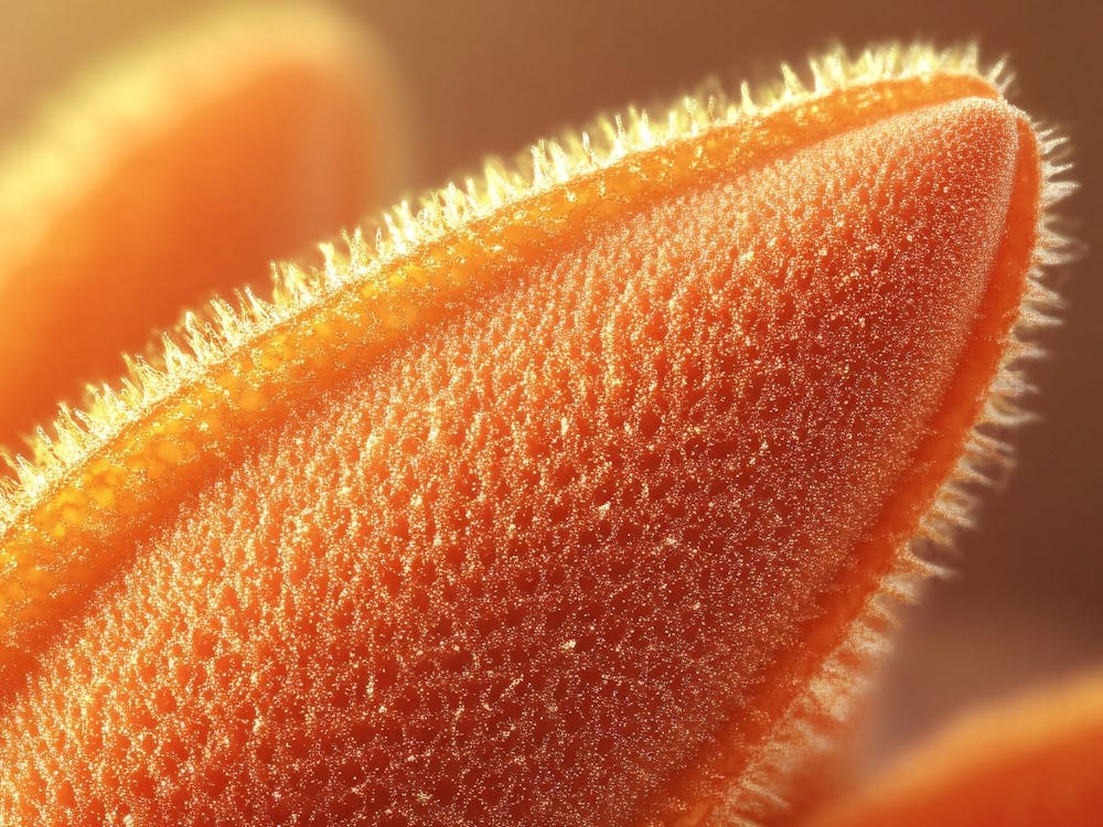 Close Up Of A Flower