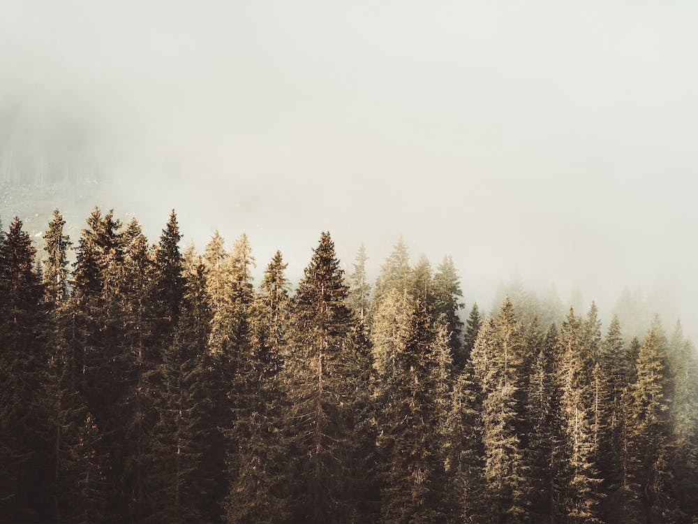 Pine Forest Landscape