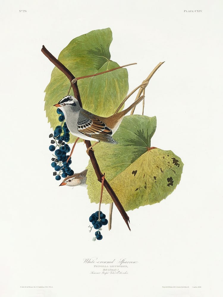 White Crowned Sparrow, Birds Of America, John James Audubon