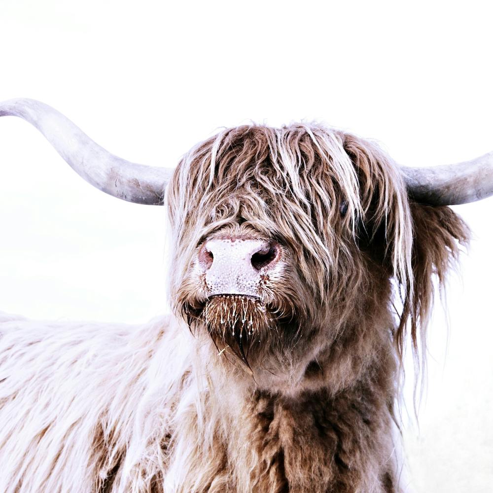 Highland Cattle Frida White Square