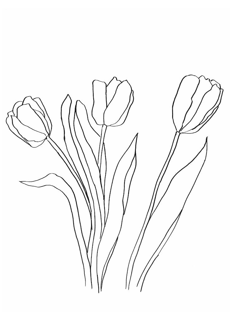 Minimal Tulips