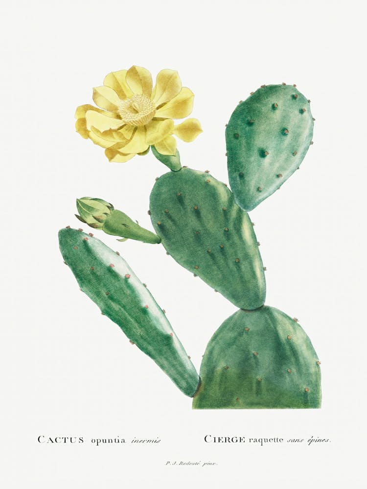 Cactus Opuntia Inermis, Pierre Joseph Redoute Art Print by Fy! Classic Art  Prints and Posters