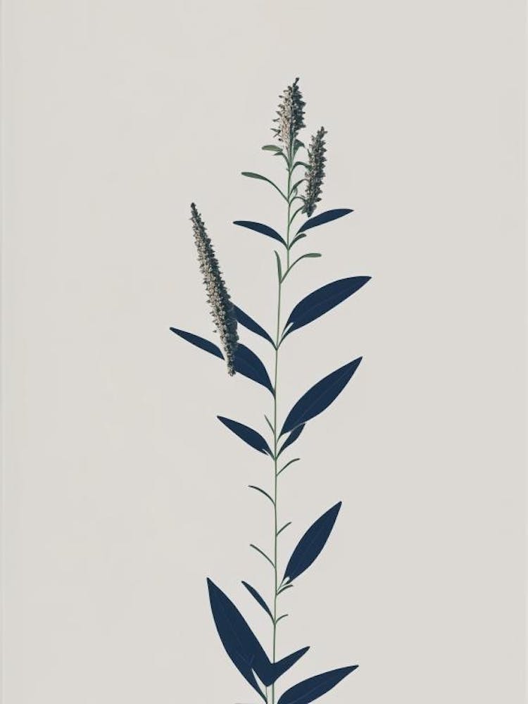 Hyssop Herb Simplicity