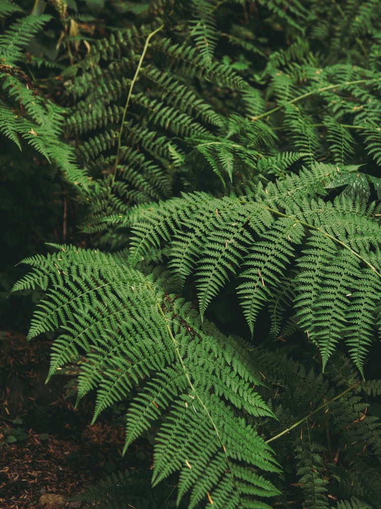 Ferns IV