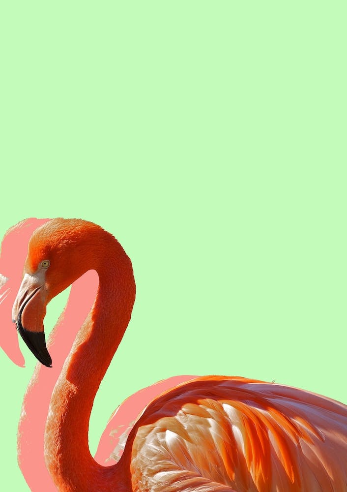 Pastel Flamingo III