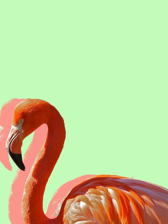 Pastel Flamingo III