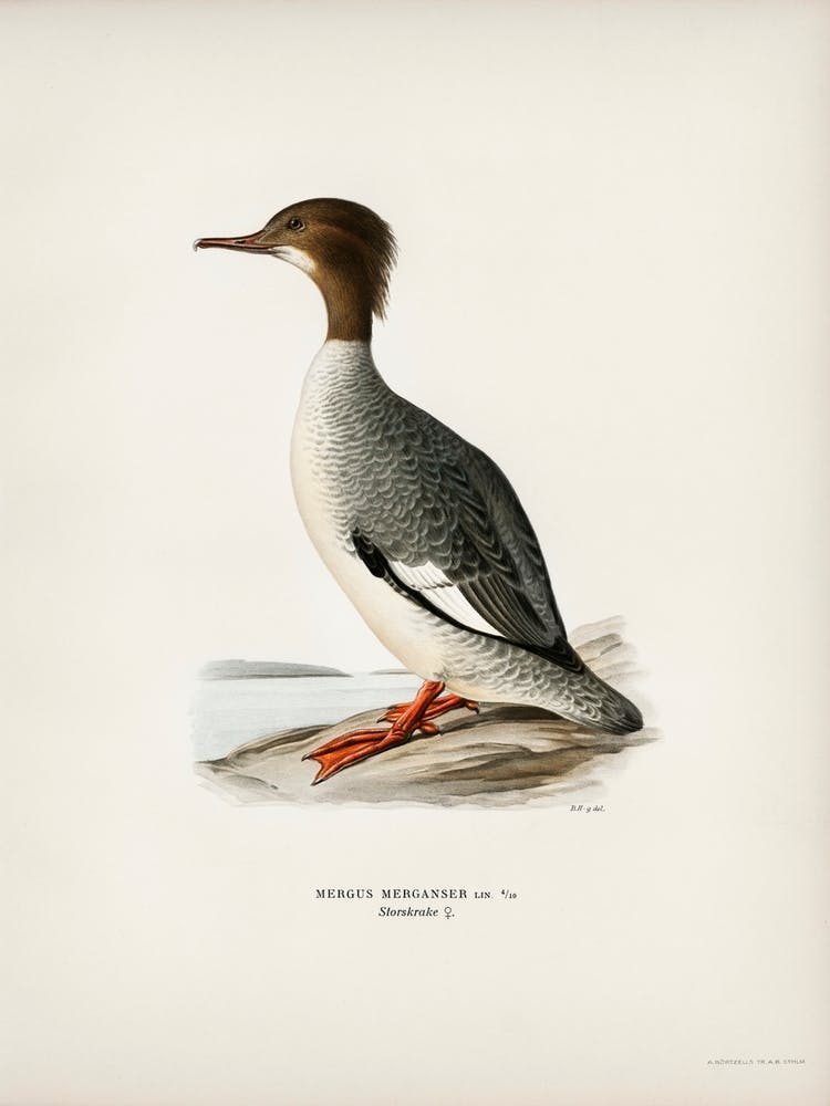 Mergus Merganser, The Von Wright Brothers