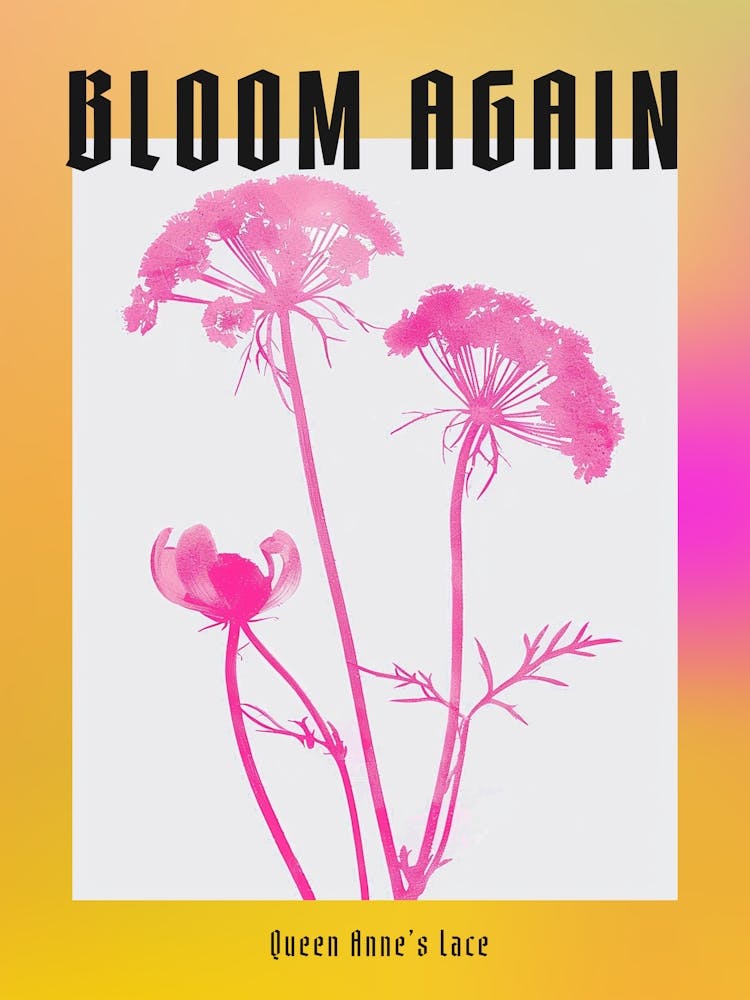 Hot Pink Queen Annes Lace 1 Poster