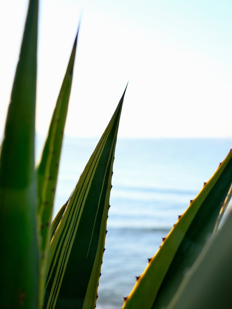 Agave and the Sea // Ibiza Nature & Travel Photography