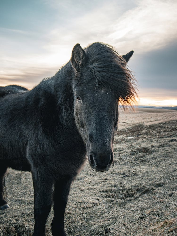 Black Pony 1