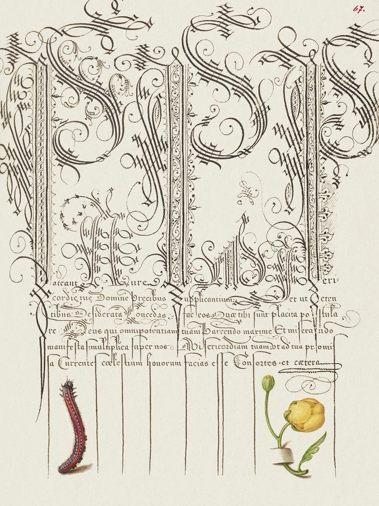 Caterpillar And Globeflower From Mira Calligraphiae Monumenta, Joris Hoefnagel