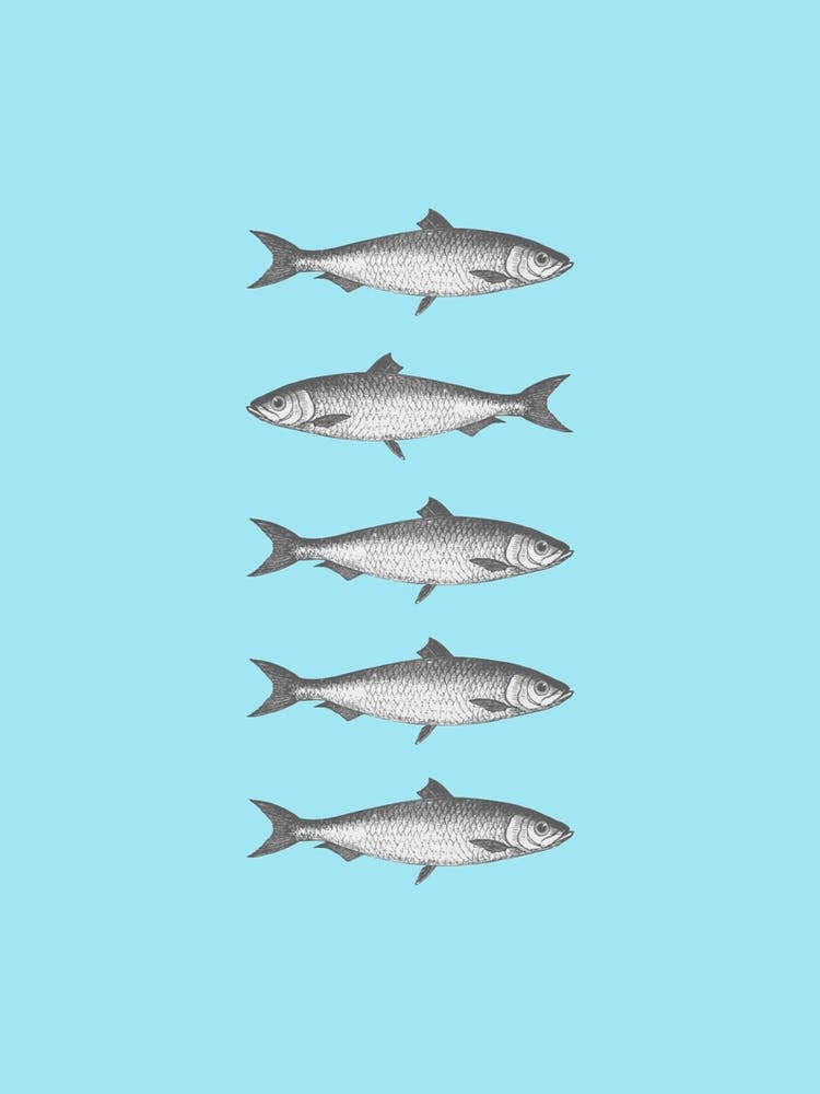 sardines art prints