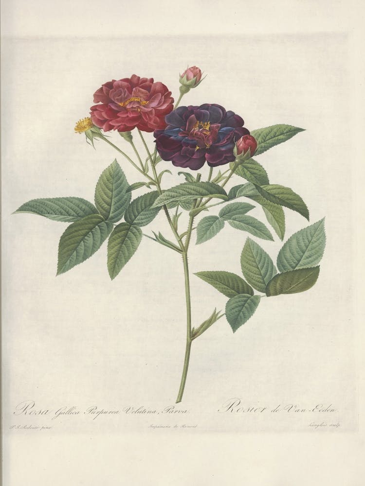 Rose Illustration, Pierre Joseph Redoute (42)