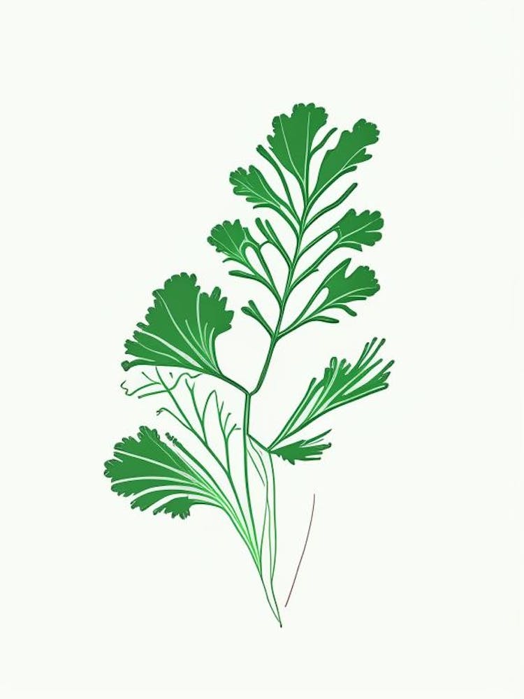 Cilantro (Coriander Leaf) Spices And Herbs Minimal Line Drawing 1