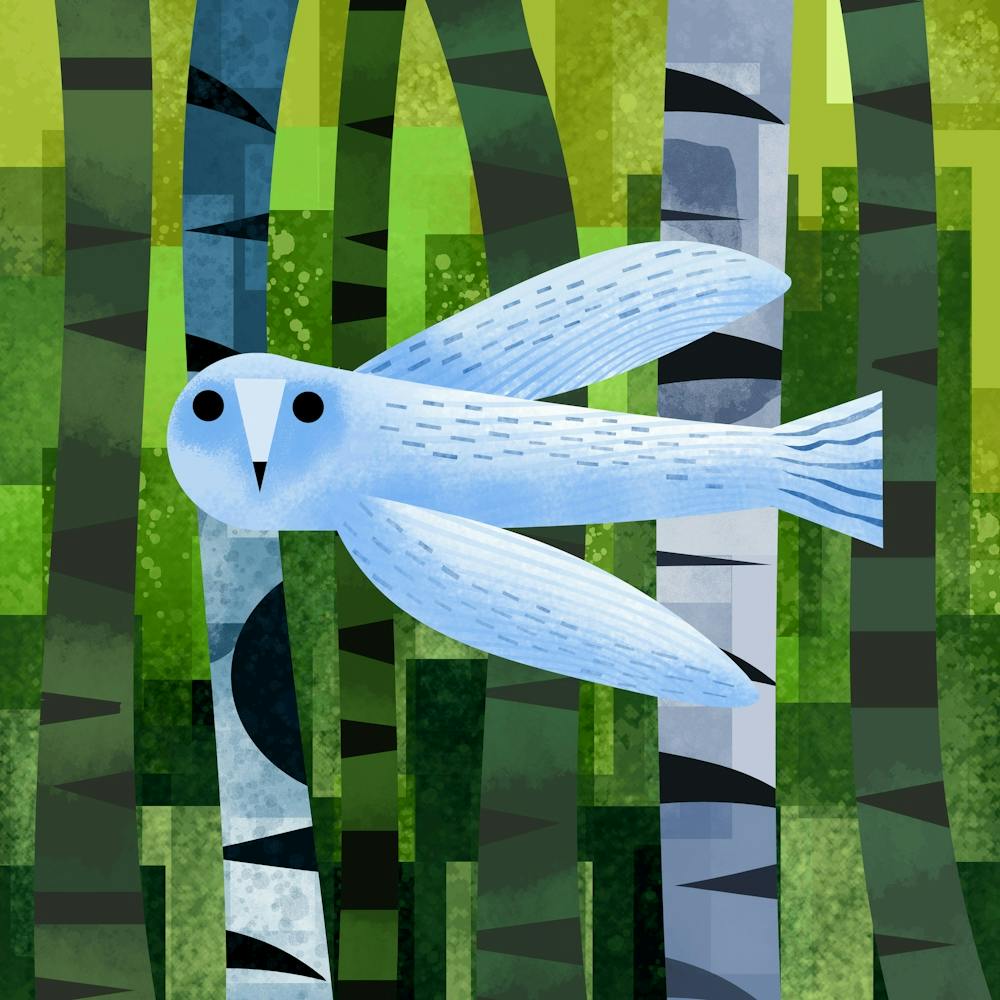 Owl in Forest