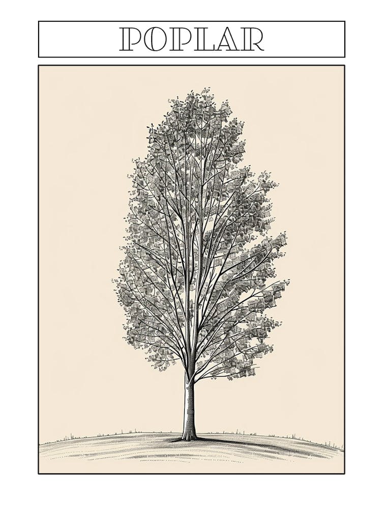Poplar Tree Minimalistic Drawing 1 Poster