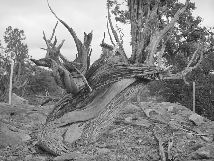 Twisted Mountain Juniper, Apache County, Arizona By Russell Lee