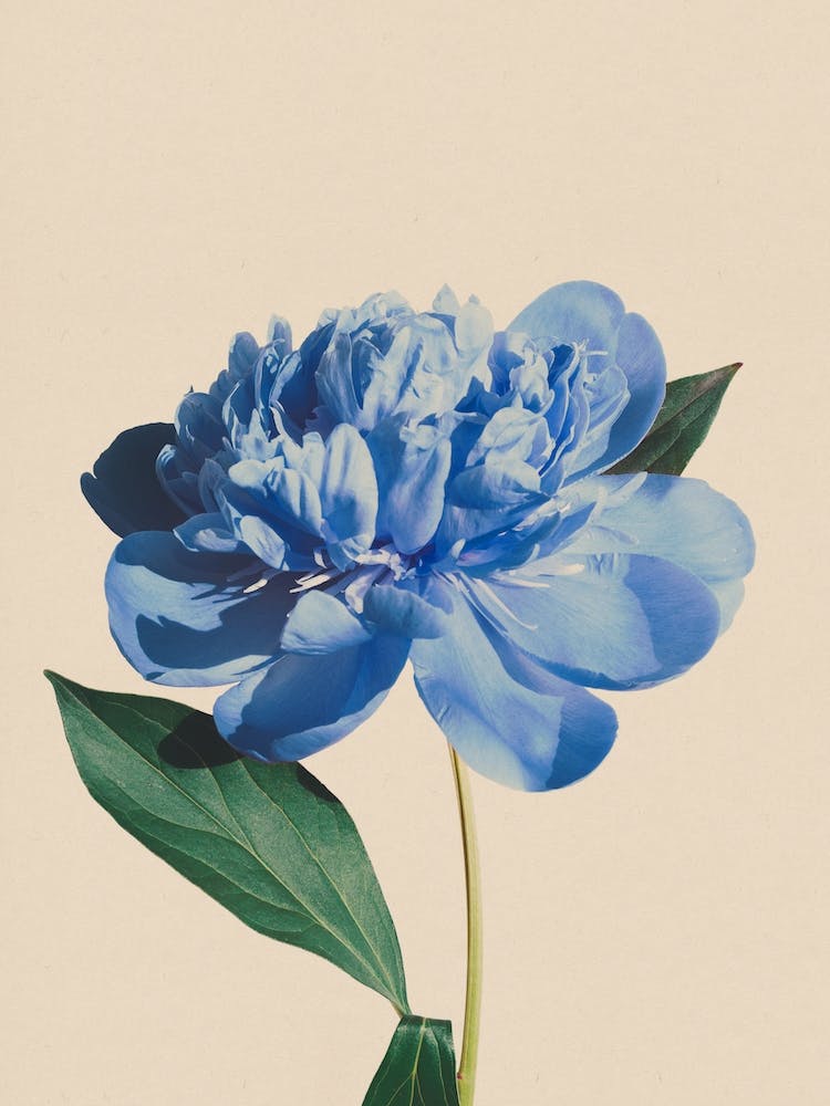 Botanisches Antikblau