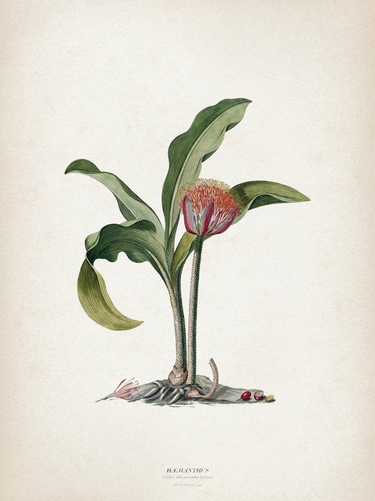 Vintage Ehret 4 Haemanthus Colchici
