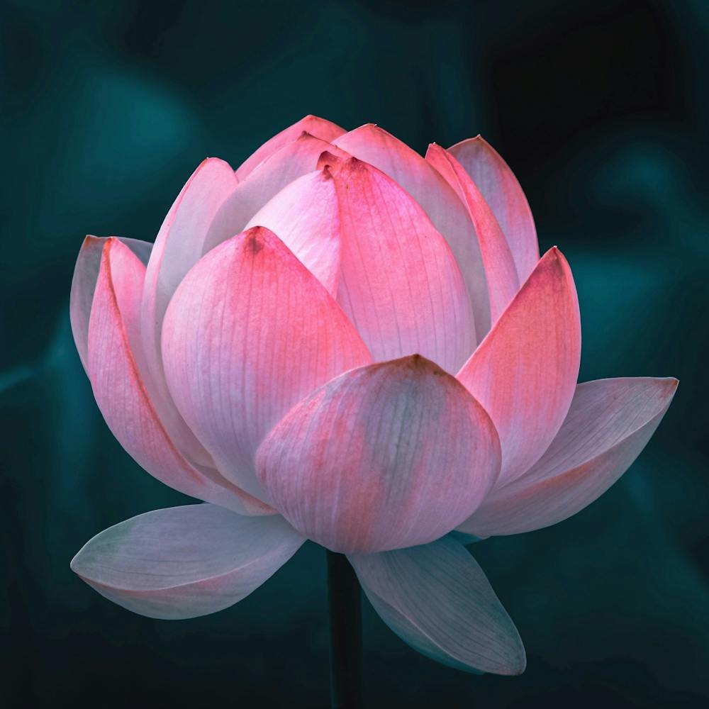Lotus Flower 1