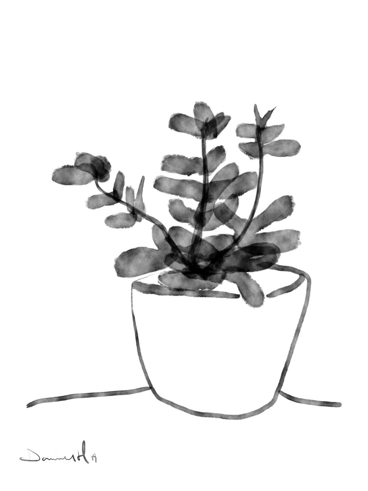 Window Plant
