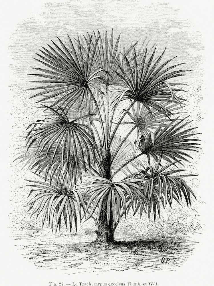 Vintage Palm Tree _2643193