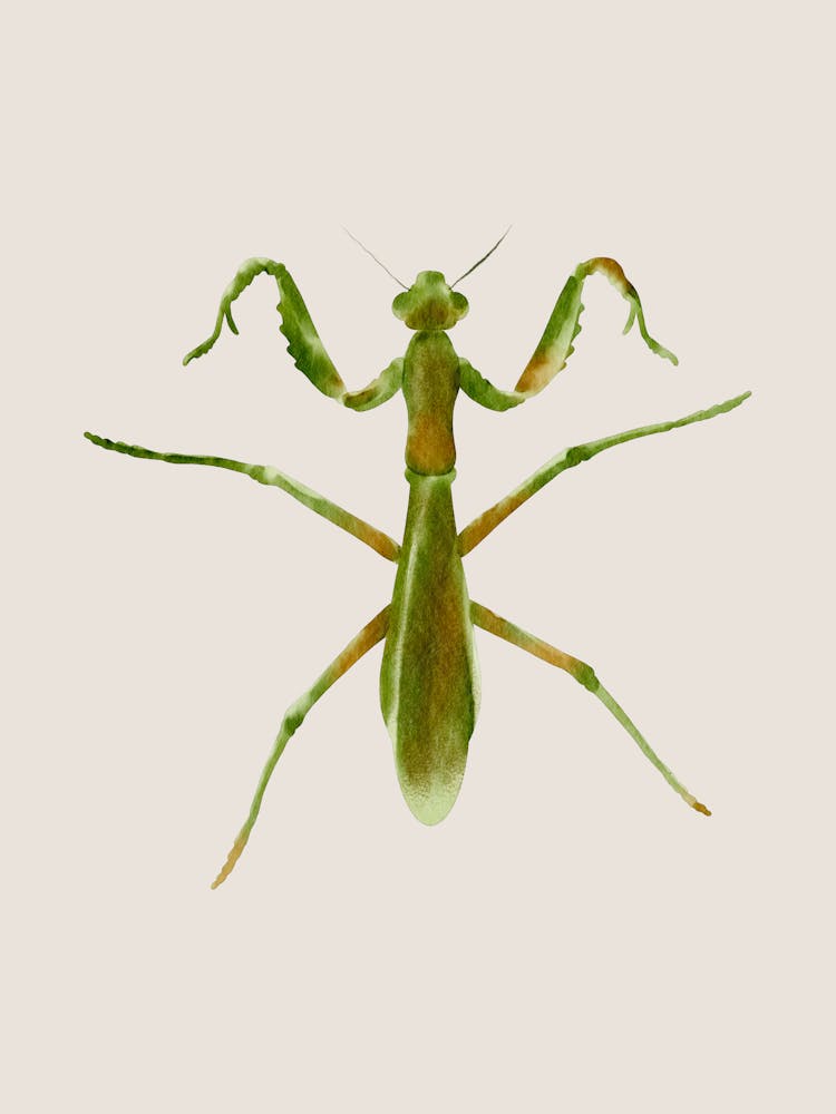 Praying Mantis