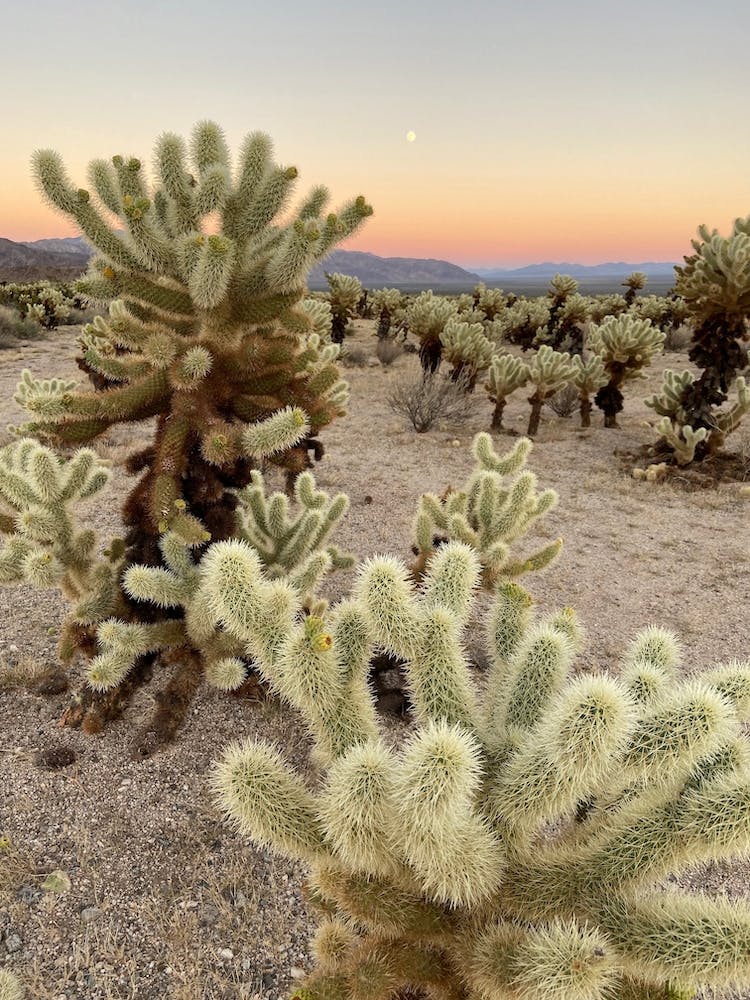 Jardin de Cactus Cholla au Coucher du Soleil, Joshua Tree National Park 2 - Vertical