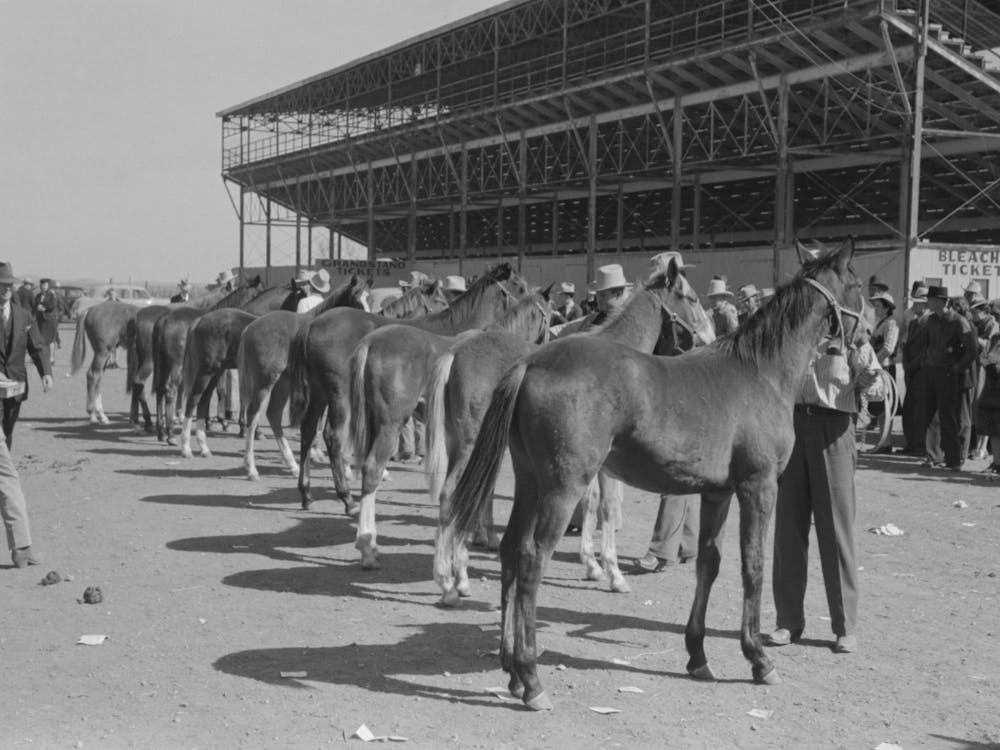 Lineup Of Horses Being Judged At The San Angelo Fat Stock Show, San Angelo, Texas By Russell Lee