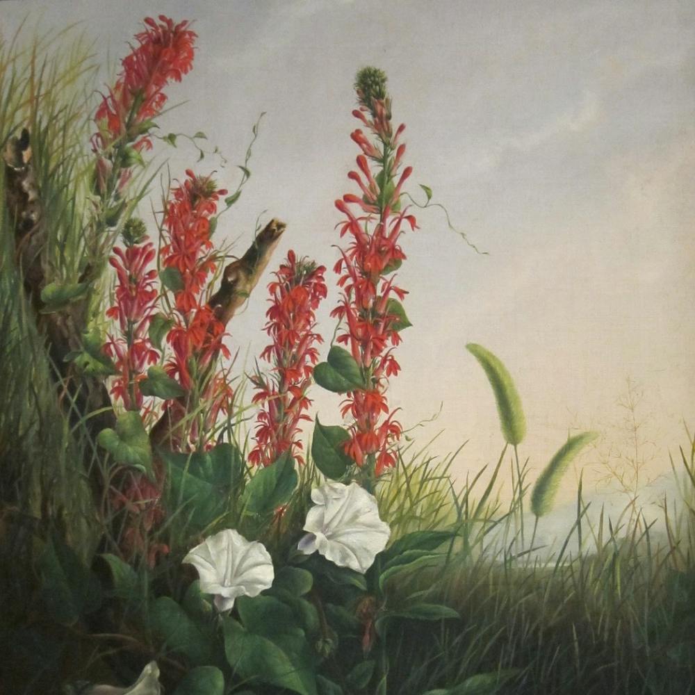 Wildflowers