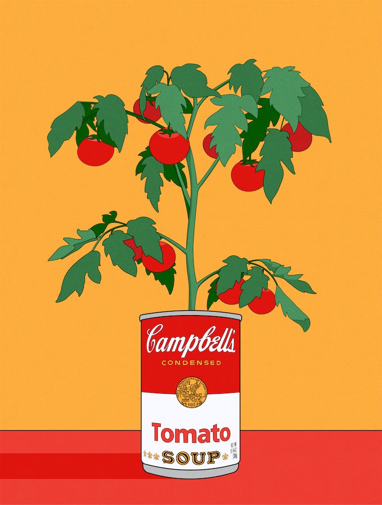 Campbells Tomato Soup Plant Illustration
