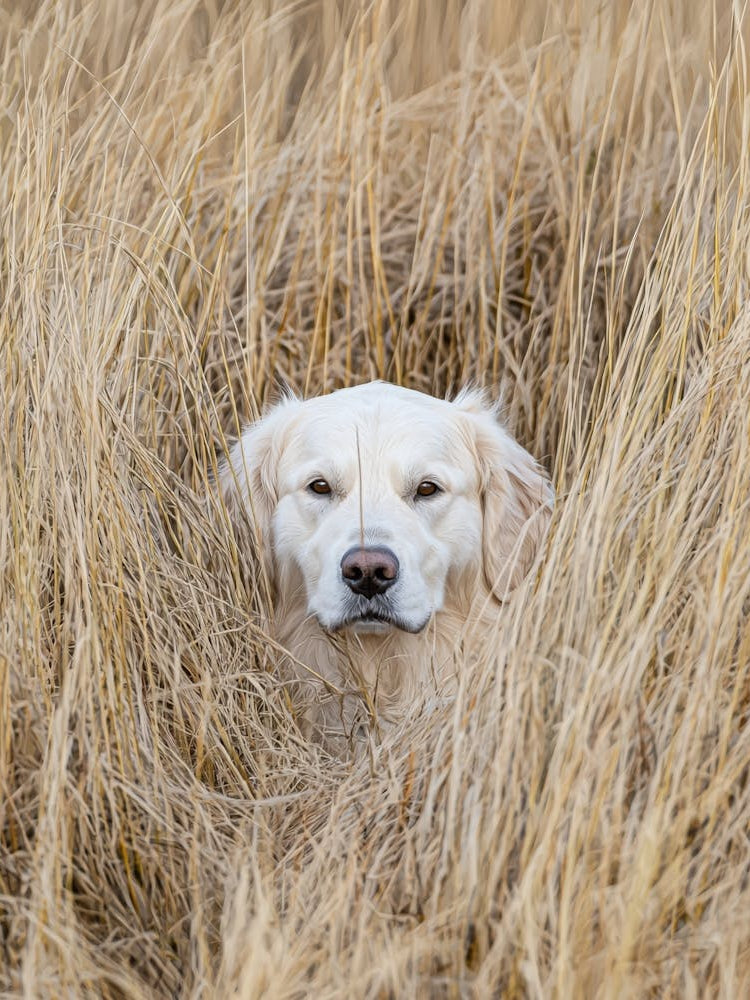 Golden Retriever In The Grass.Generated AI.