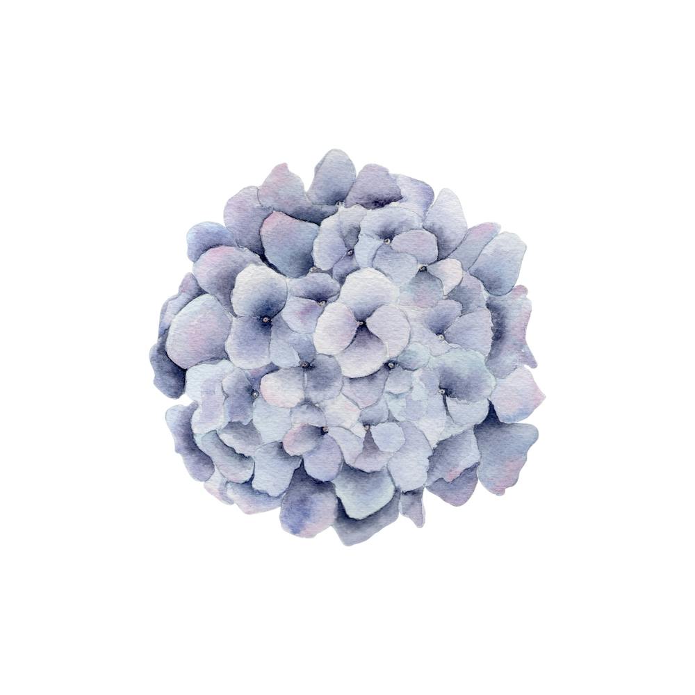 Hydrangea Square