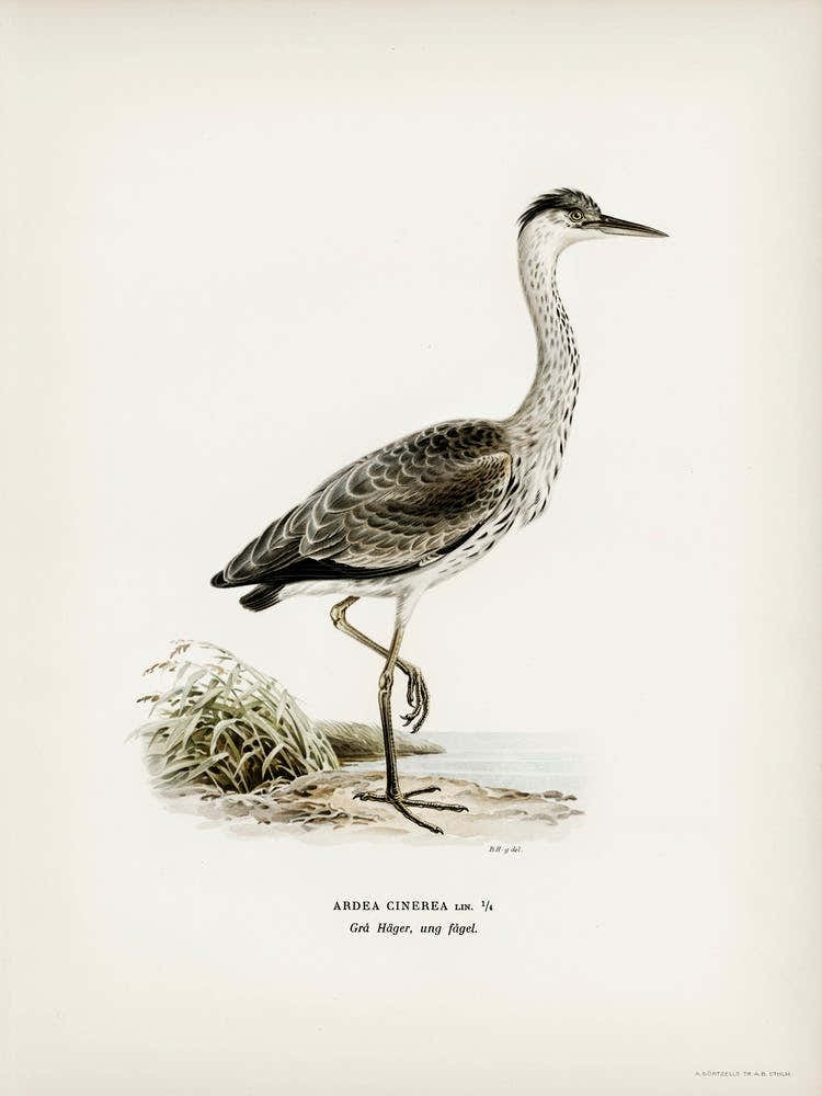 Gray Heron (Ardea Cinerea), The Von Wright Brothers