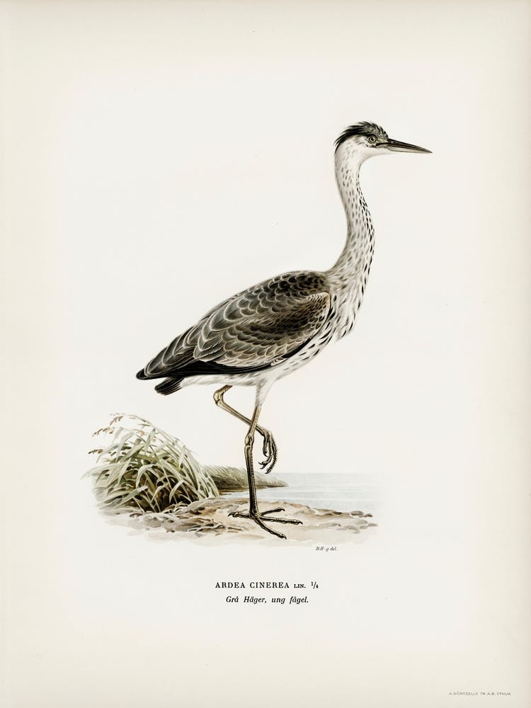 Gray Heron (Ardea Cinerea), The Von Wright Brothers