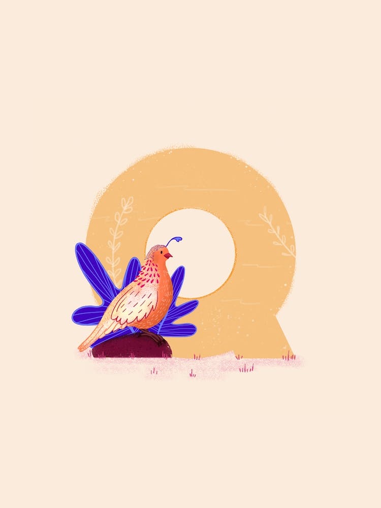 Letter Q Quail
