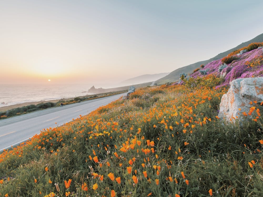 Wildflowers On Highway