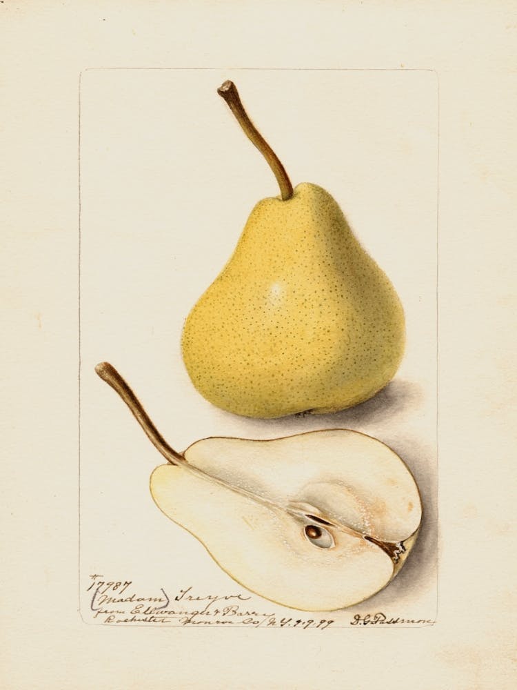 Pears 3