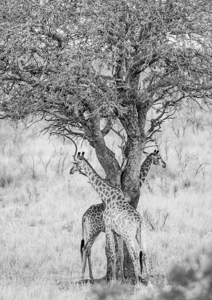 Got Your Back