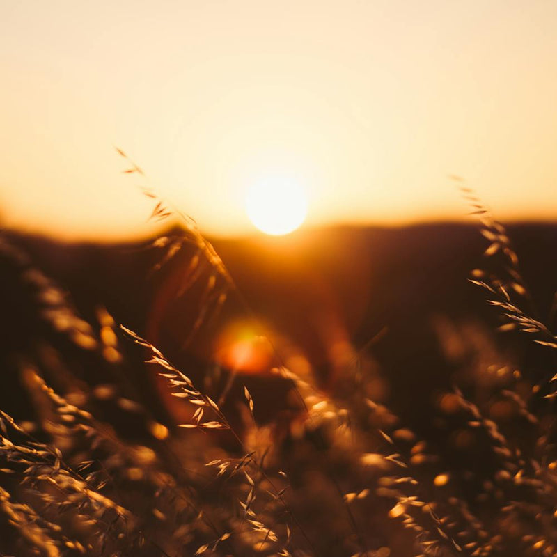 Sunset In The Grass