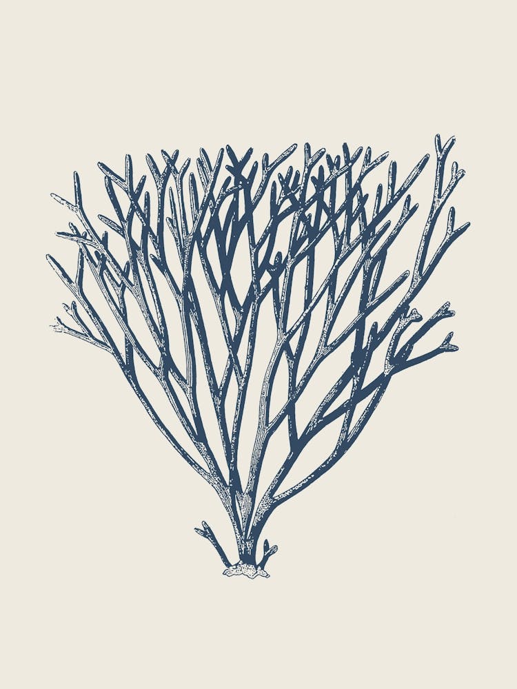 Seaweed in Blue, Beach Decor, Minimalist Coastal Art