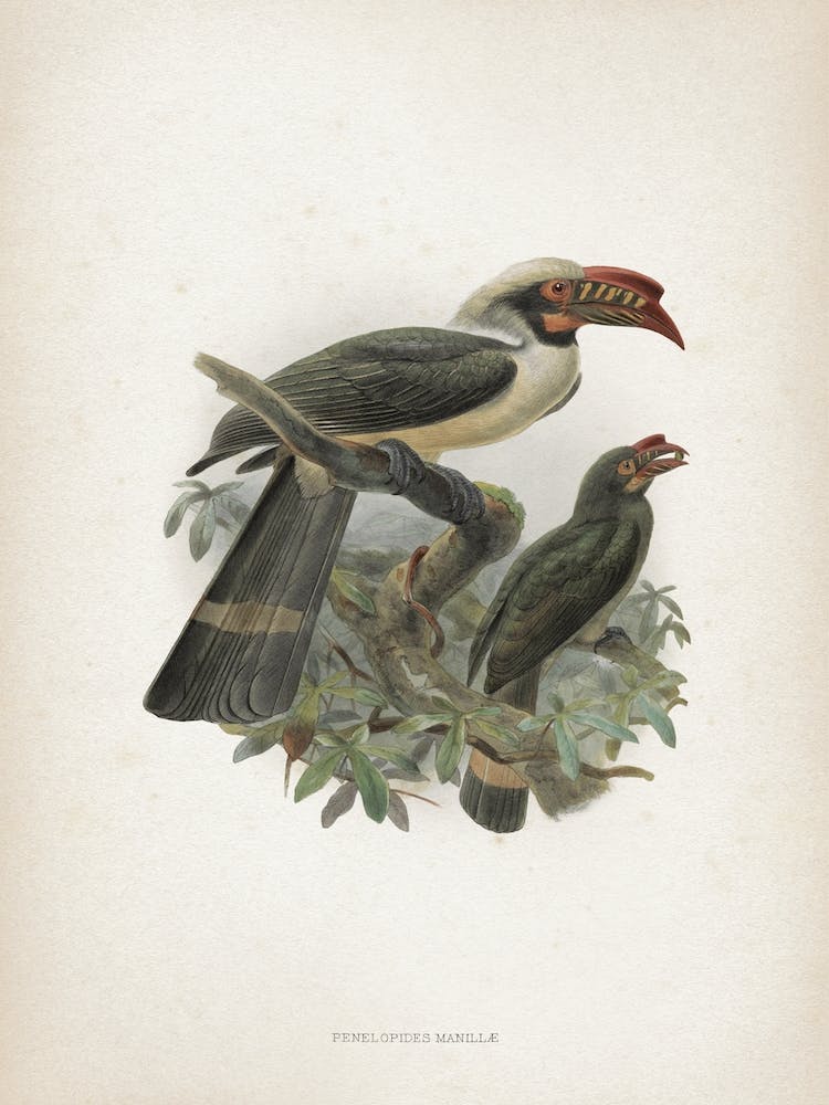 Vintage Keulemans 1 Penelopides Manillae