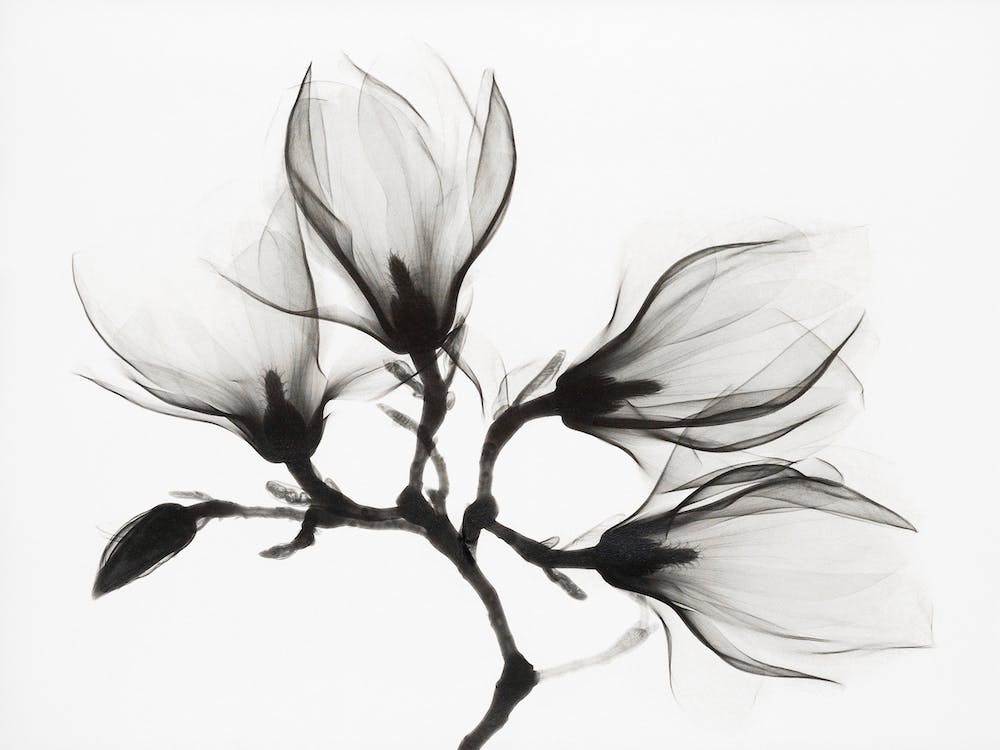 Magnolia Branch With Four Flowers