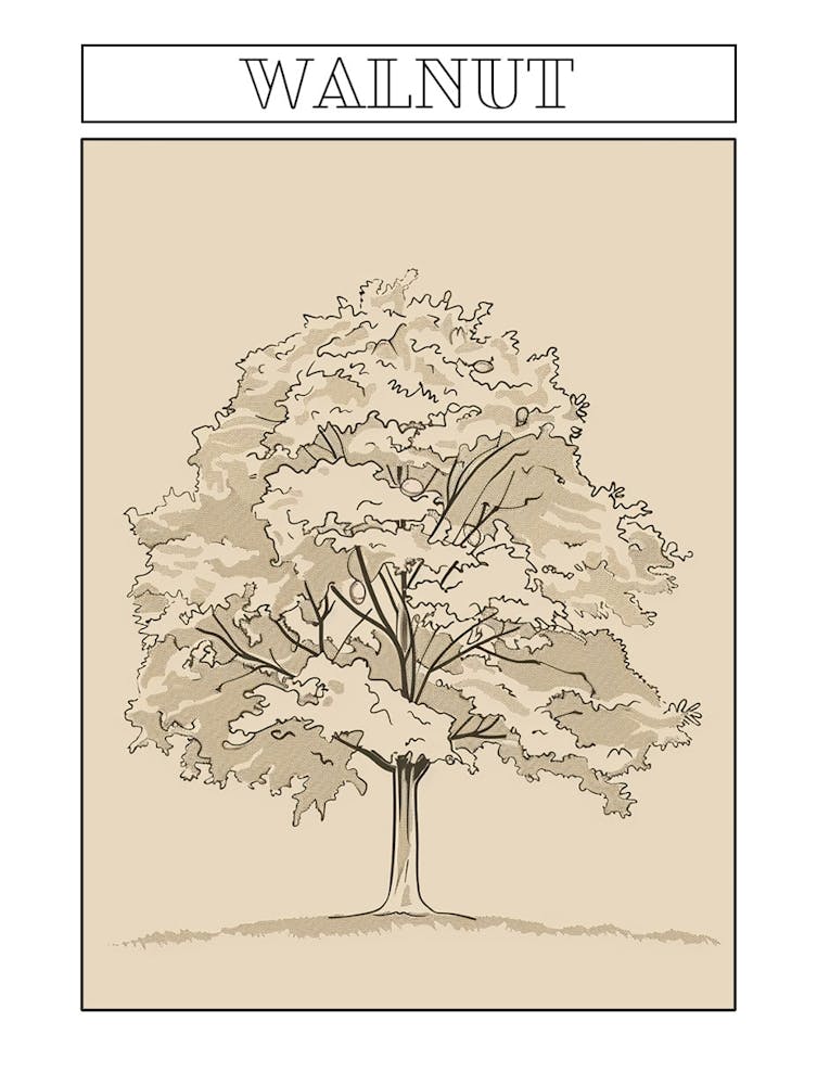 Walnut Tree Minimalistic Drawing 3 Poster