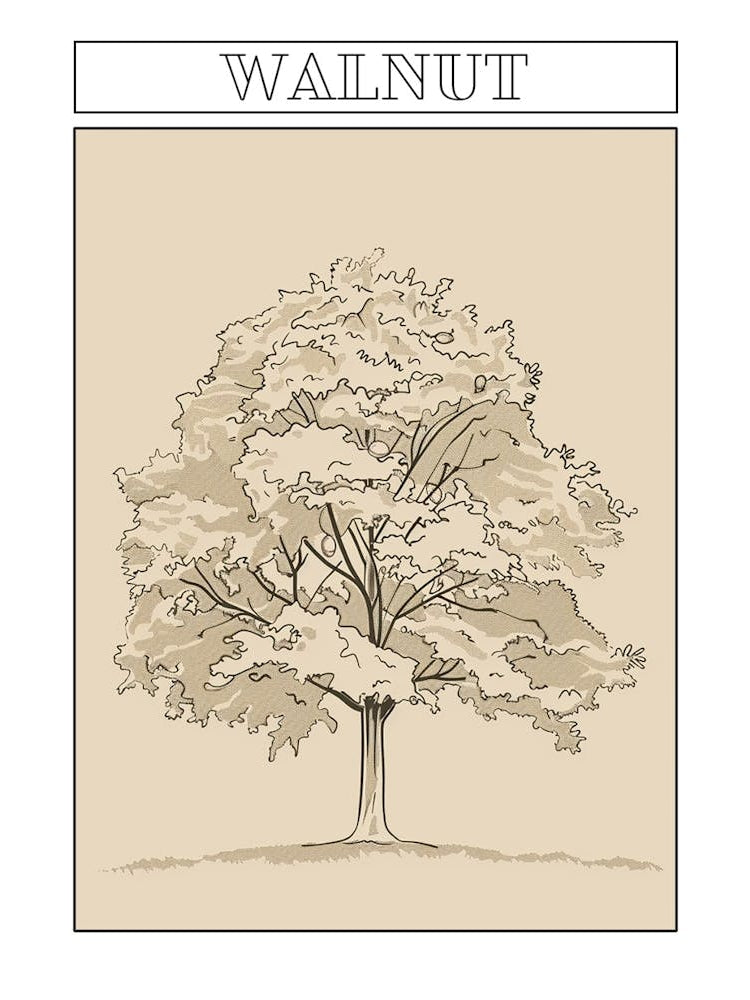 Walnut Tree Minimalistic Drawing 3 Poster