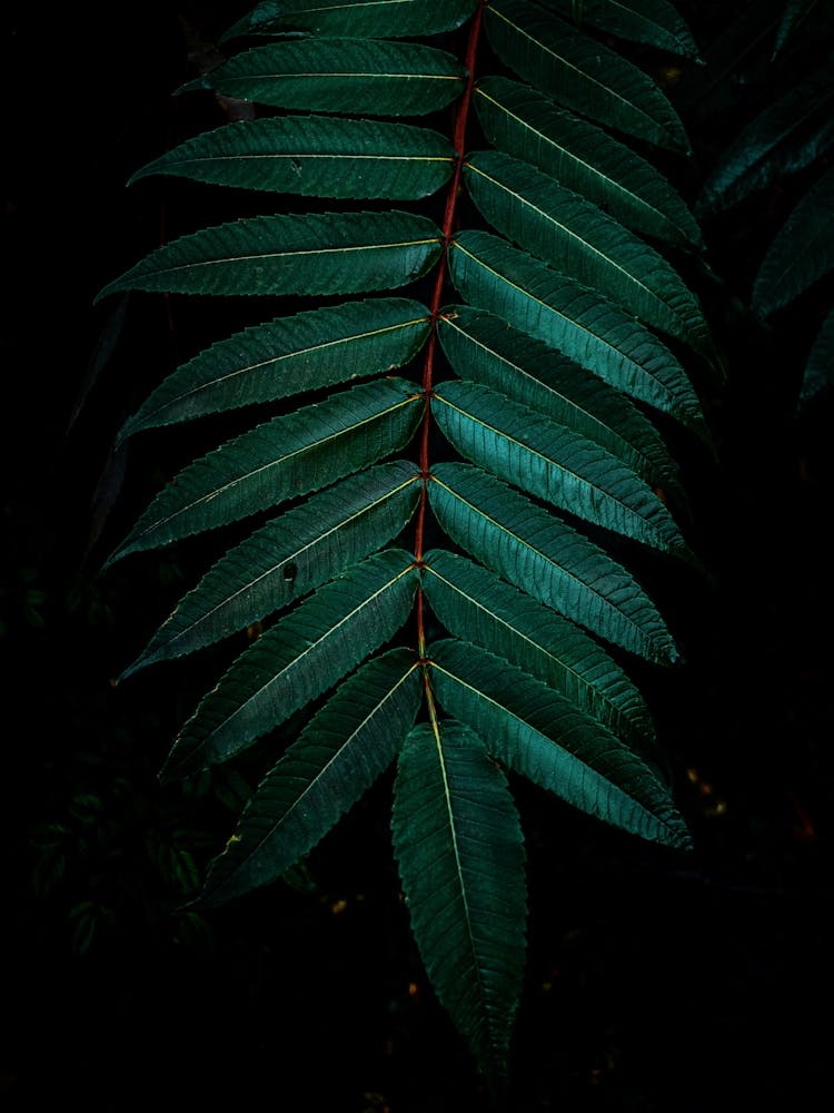 Tropical Leaf