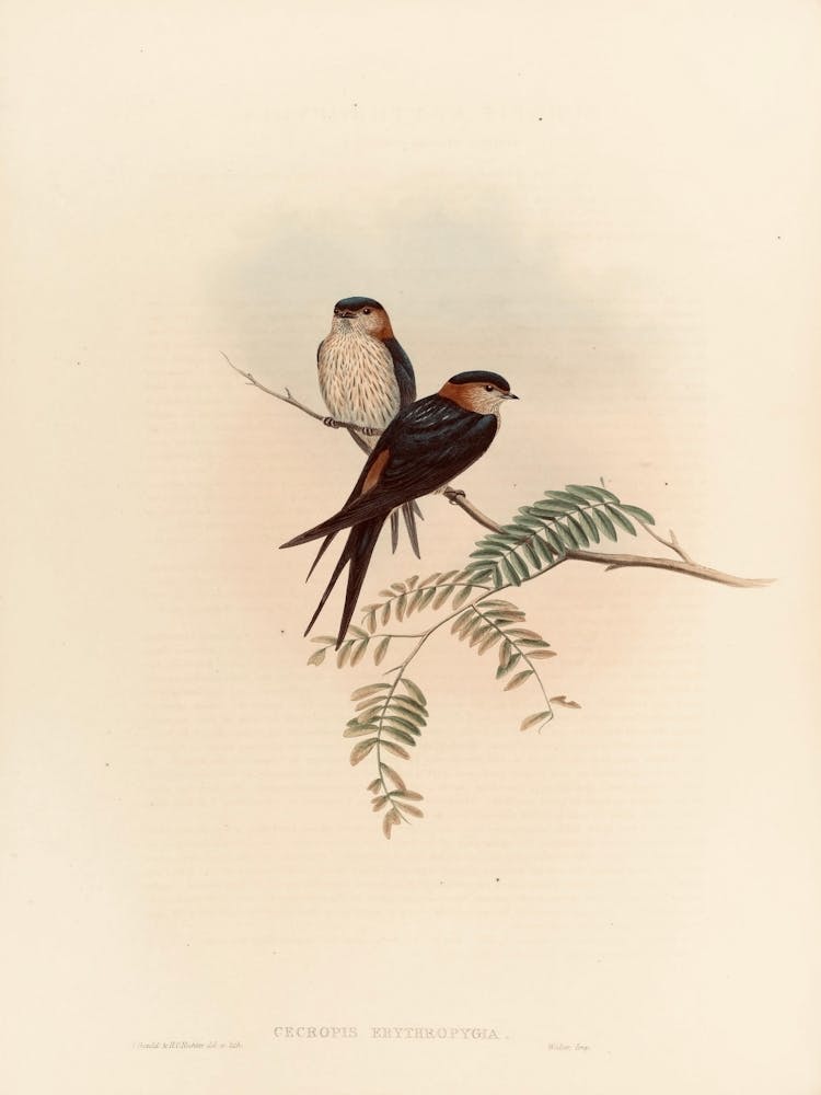 Two Swallows Perched On A Branch