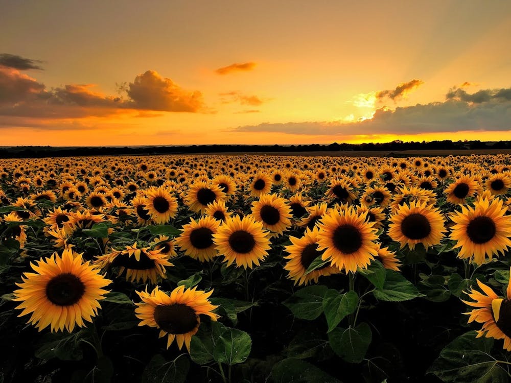 Sunflowers At Sunset 1