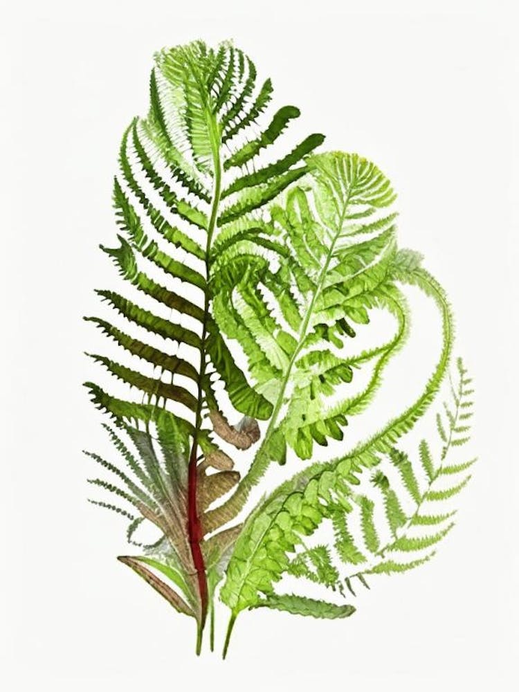 Ostrich Fern Wildflower Watercolour 1