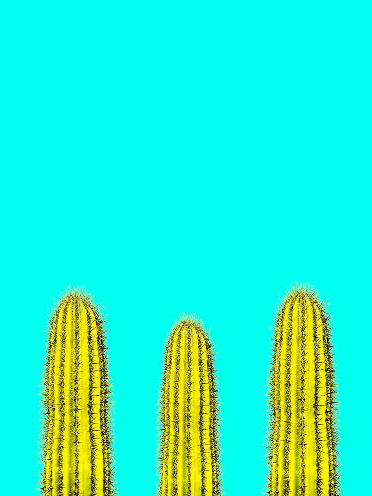 Aqua Cacti In